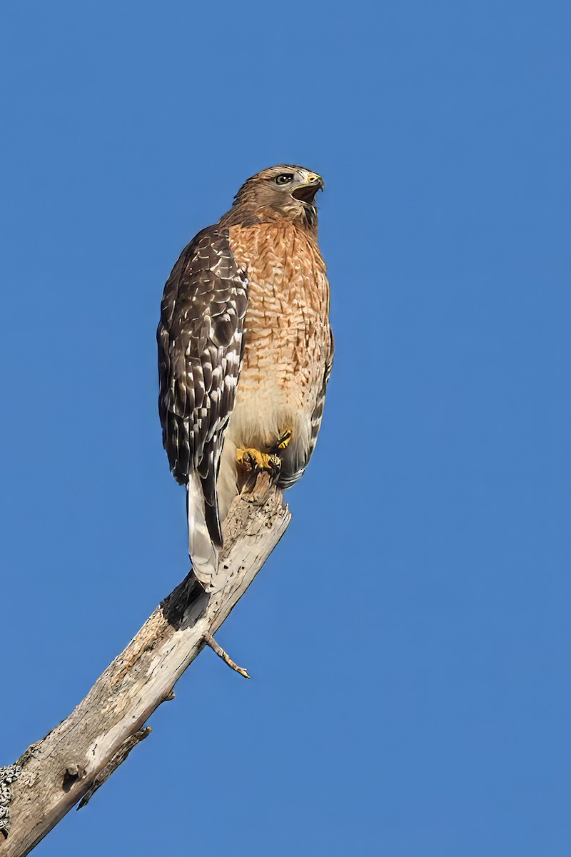 Red-shouldered Hawk - ML645490165