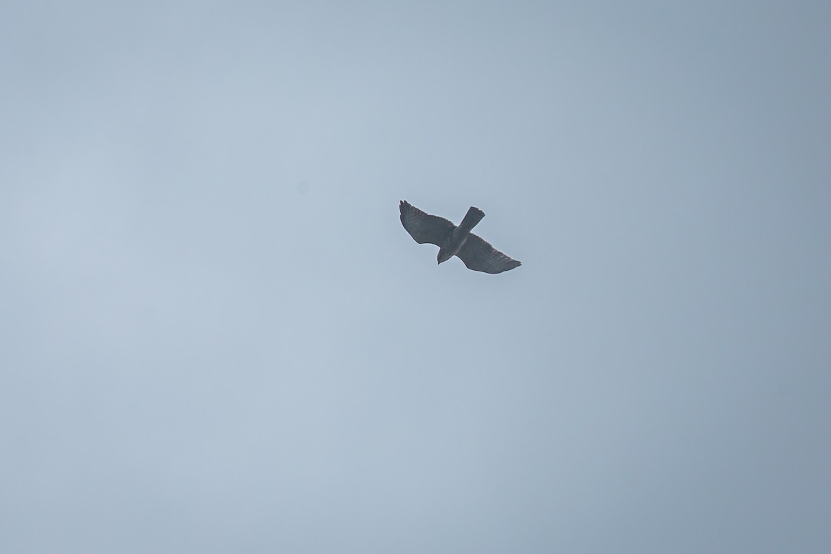 Канюк ширококрилий - ML645490173