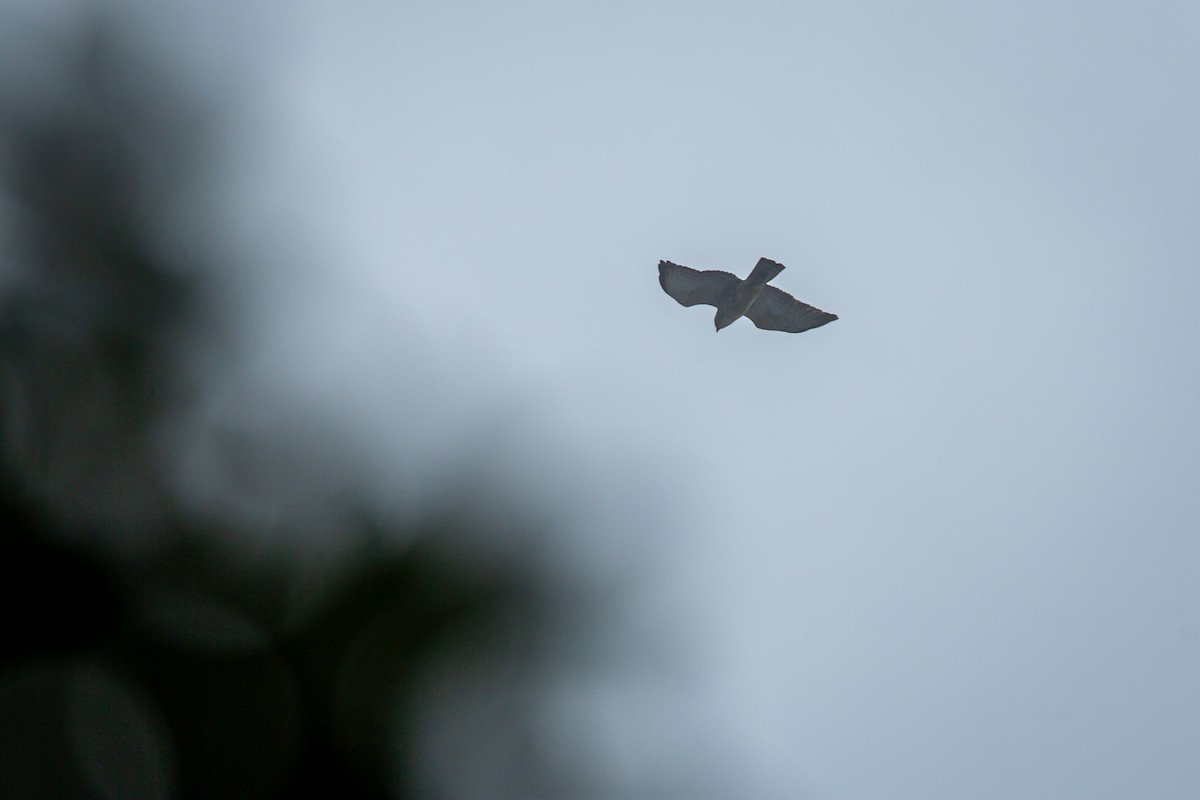 Канюк ширококрилий - ML645490174