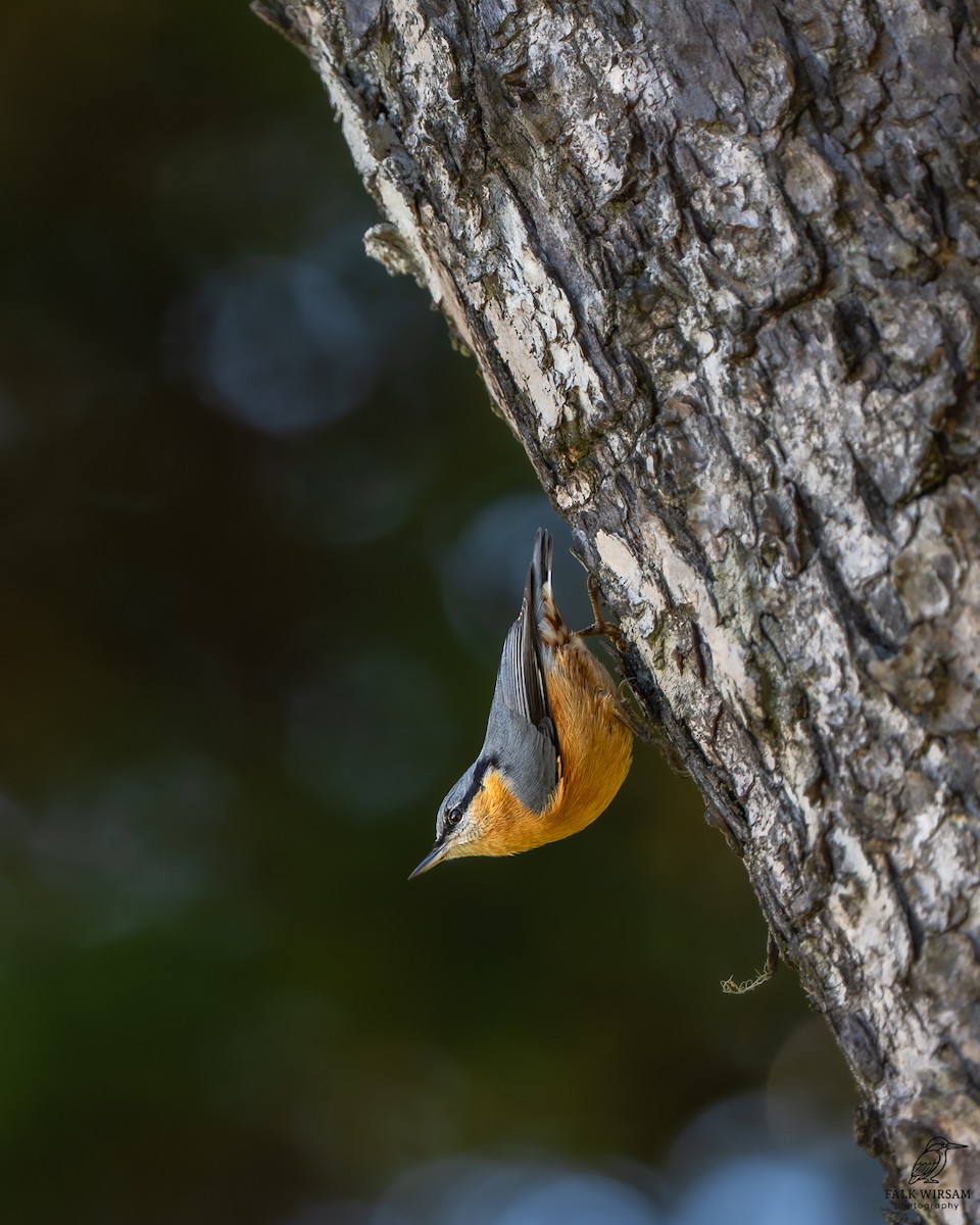 Garrapo eurasiarra - ML645490179