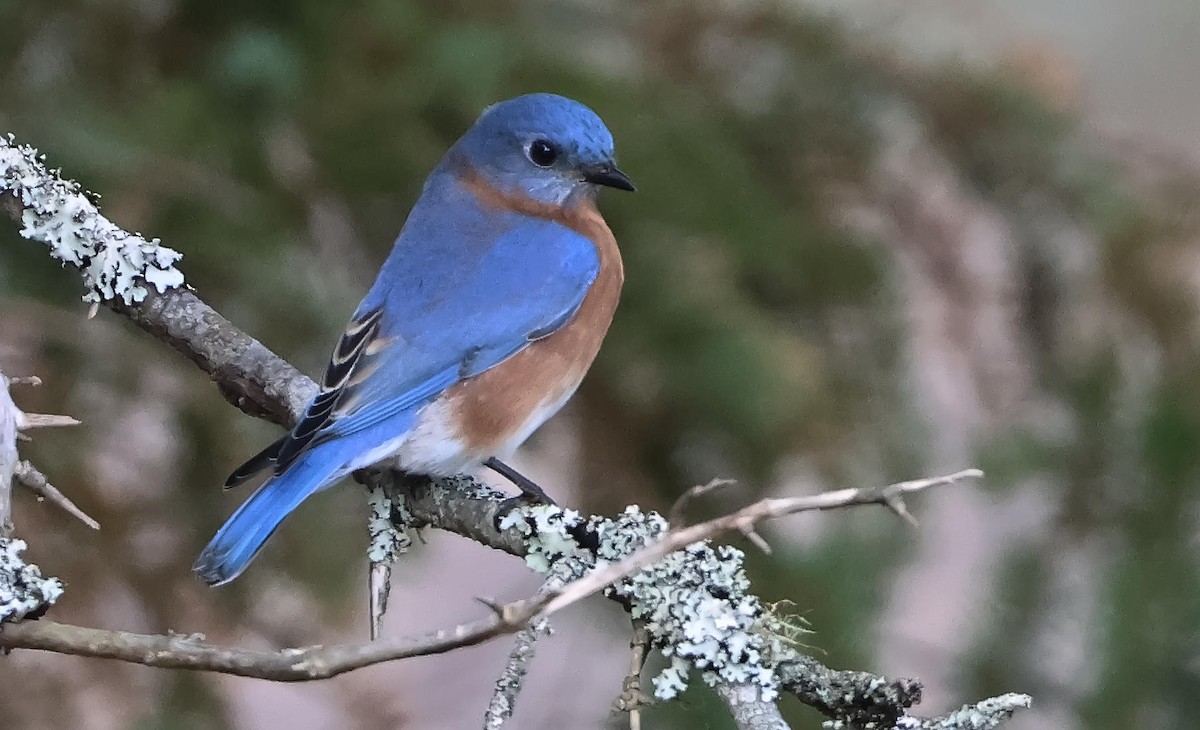 Eastern Bluebird - ML645490184