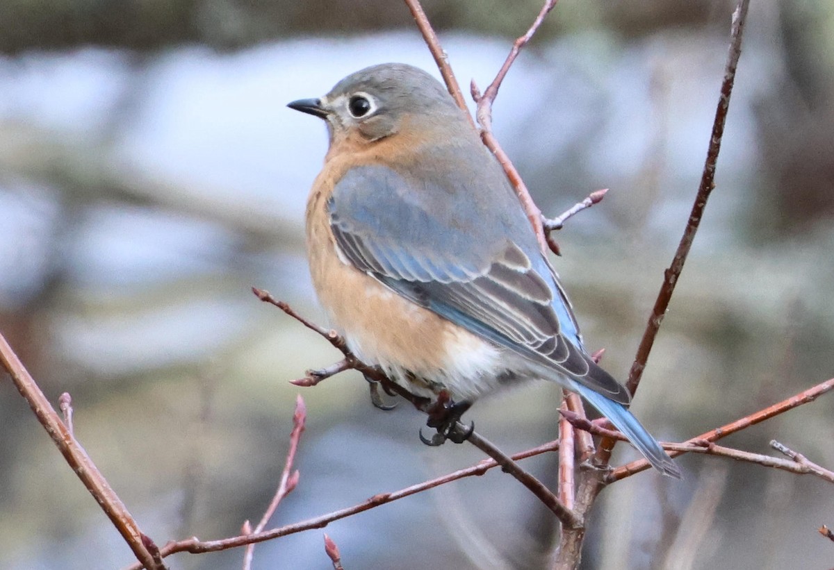 Eastern Bluebird - ML645490185