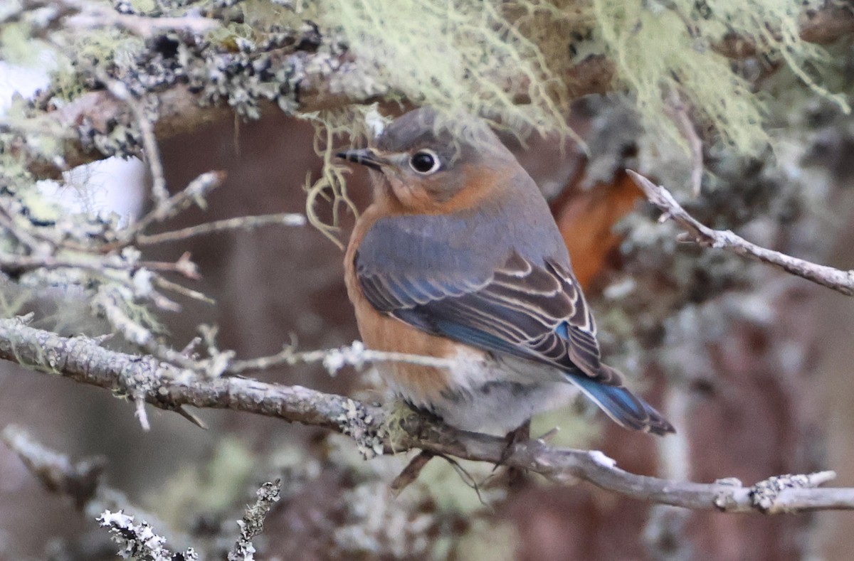 Eastern Bluebird - ML645490186