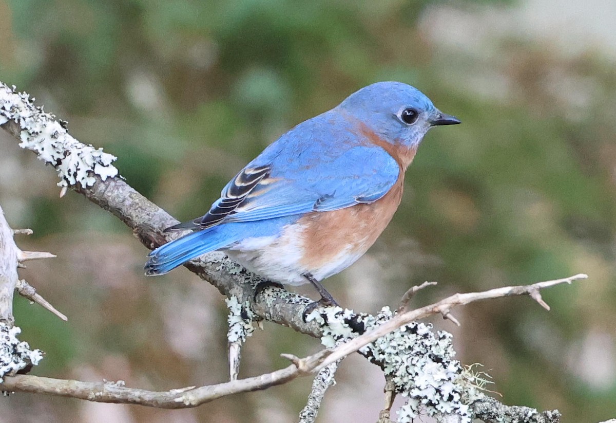 Eastern Bluebird - ML645490187