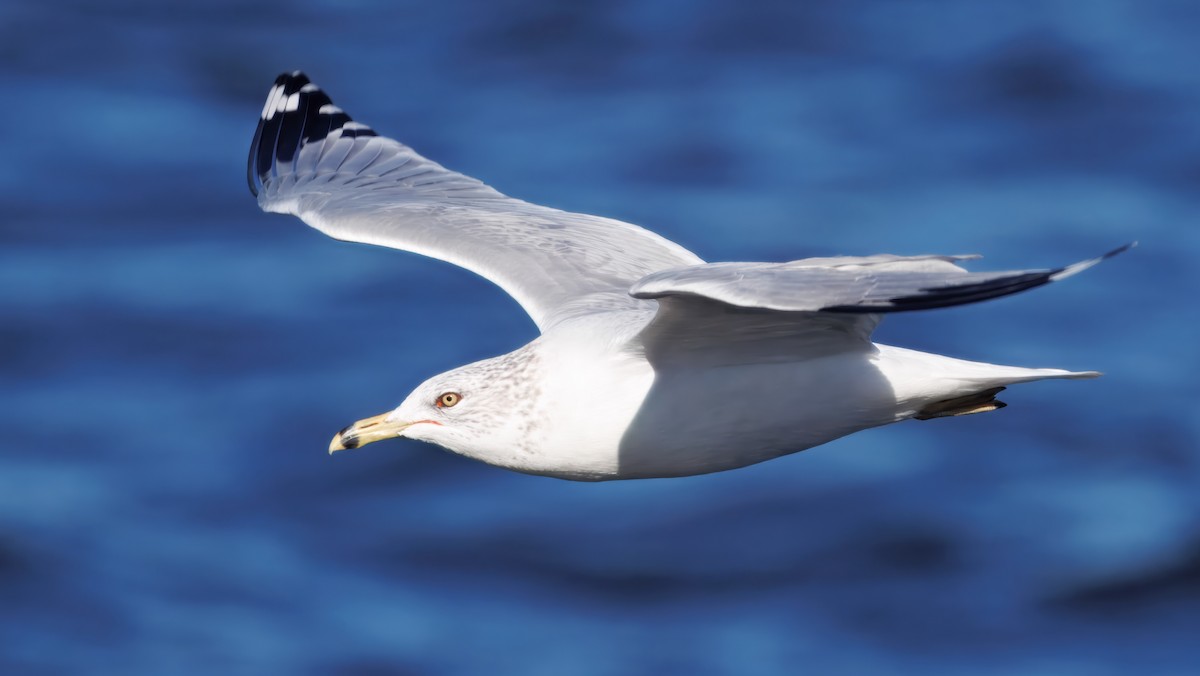 Ring-billed Gull - ML645490198