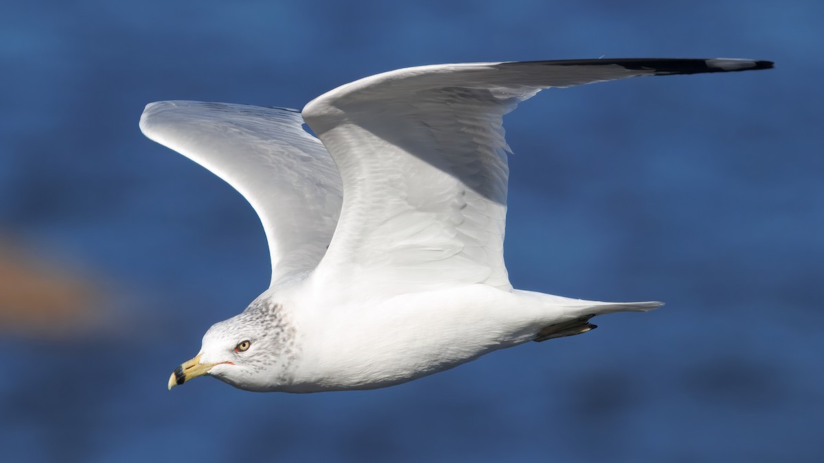 Ring-billed Gull - ML645490199