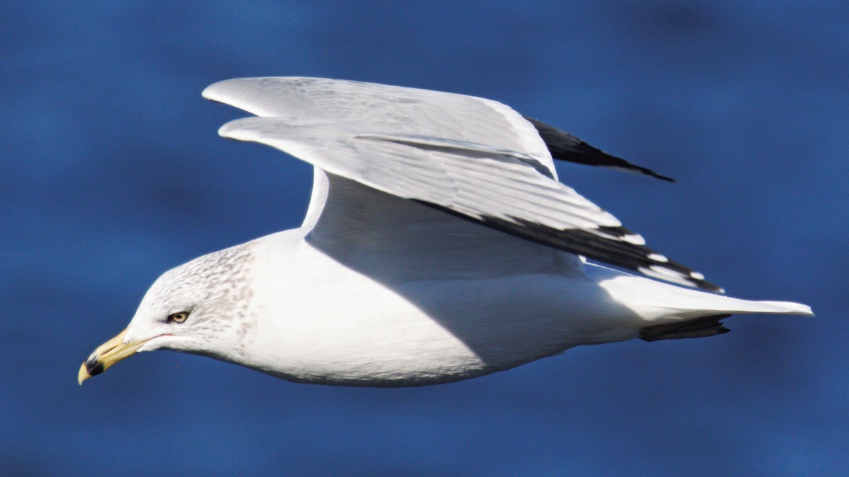 Ring-billed Gull - ML645490200