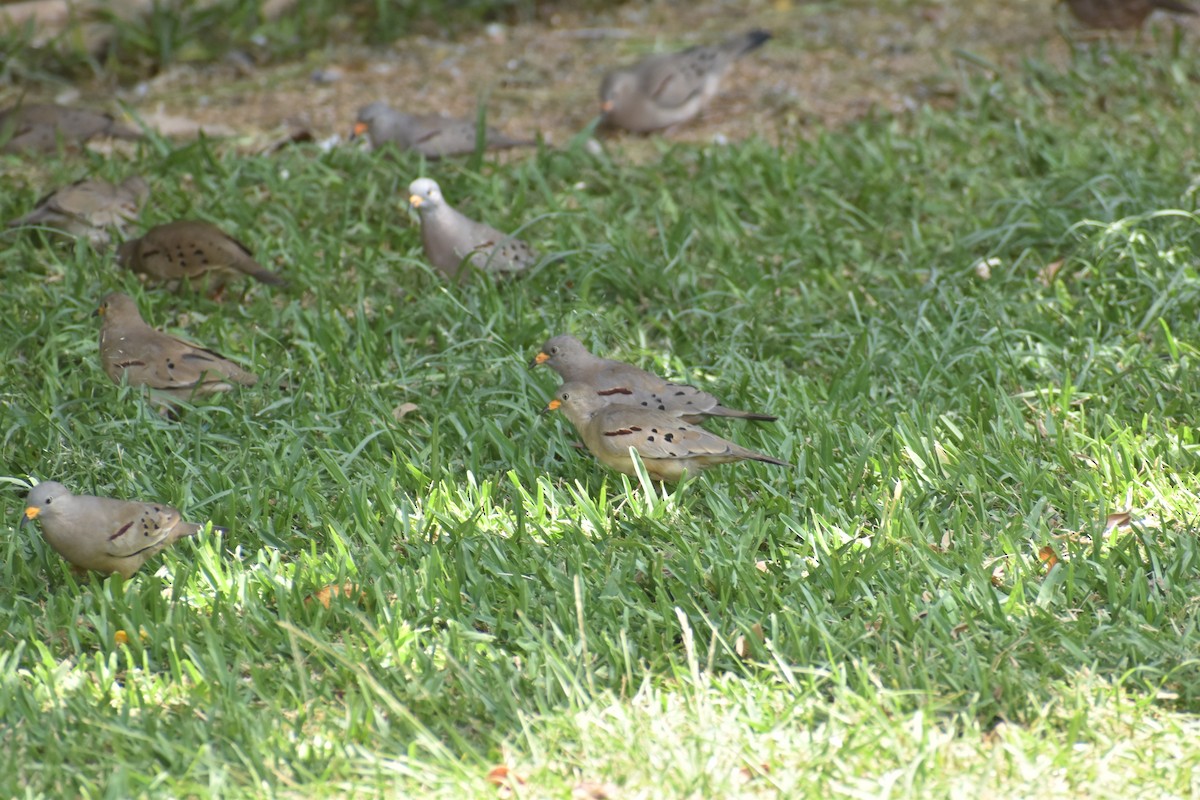 Croaking Ground Dove - ML645490203