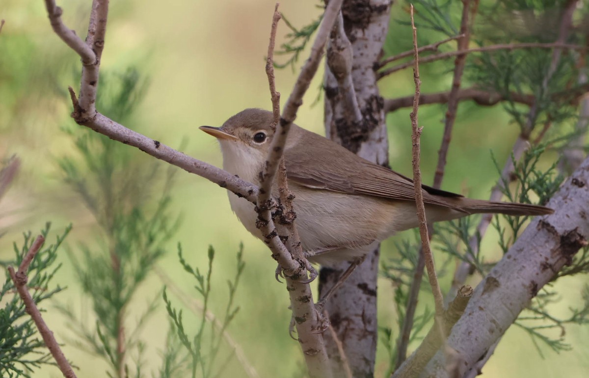 Western Olivaceous Warbler - ML645490205