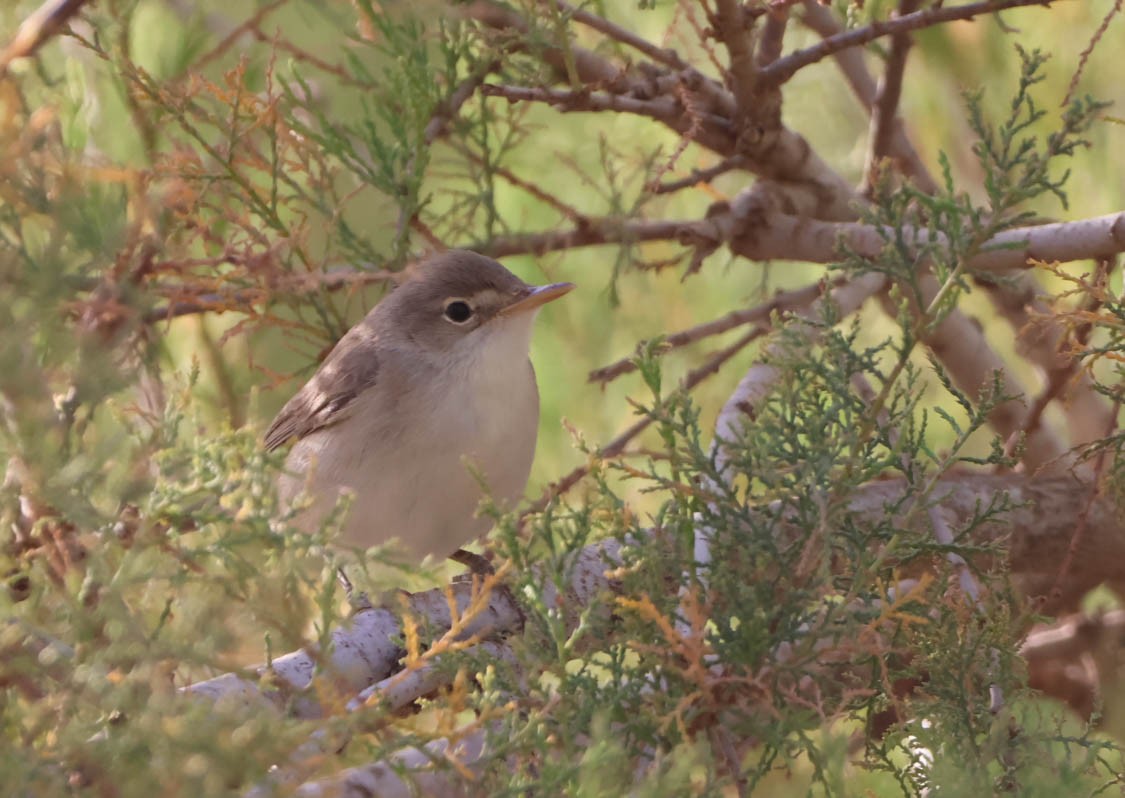 Western Olivaceous Warbler - ML645490206