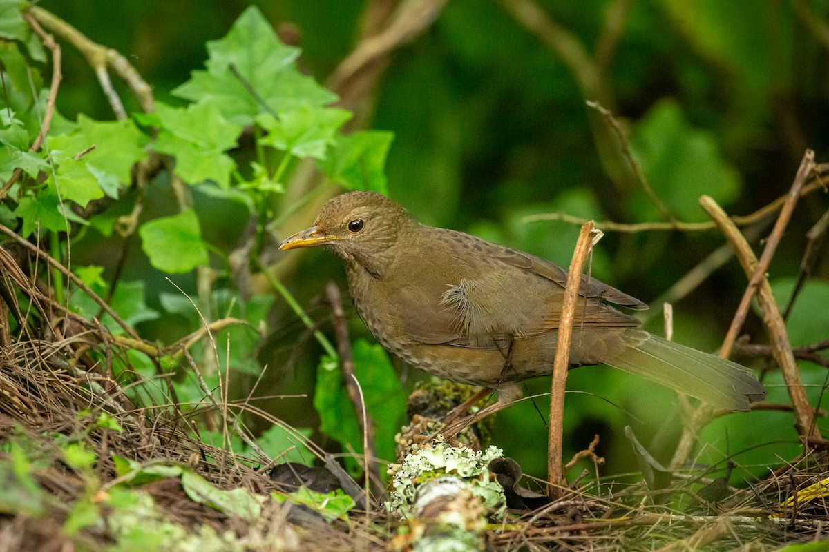 Glossy-black Thrush - ML645490213