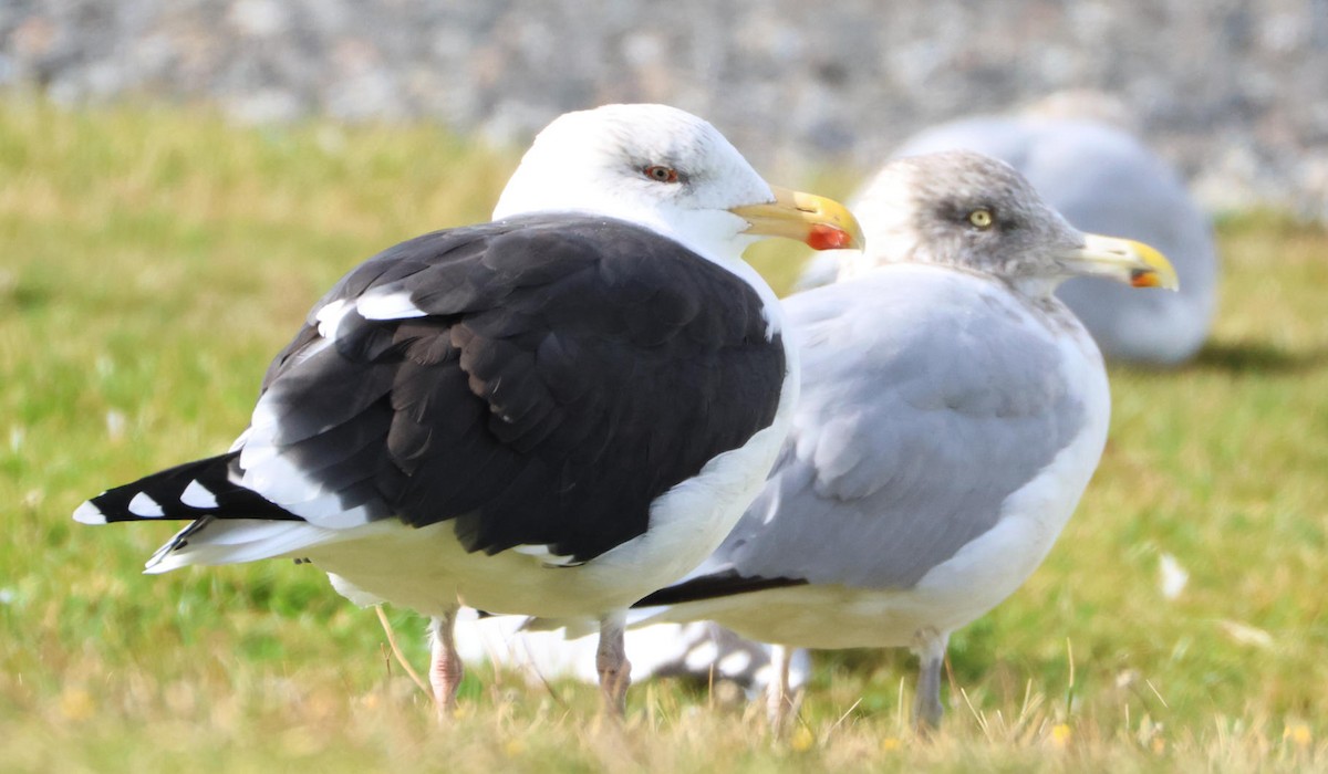 Büyük Kara Sırtlı Martı - ML645490214