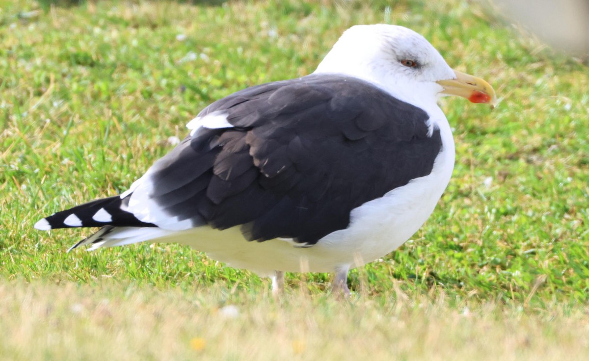 Büyük Kara Sırtlı Martı - ML645490215