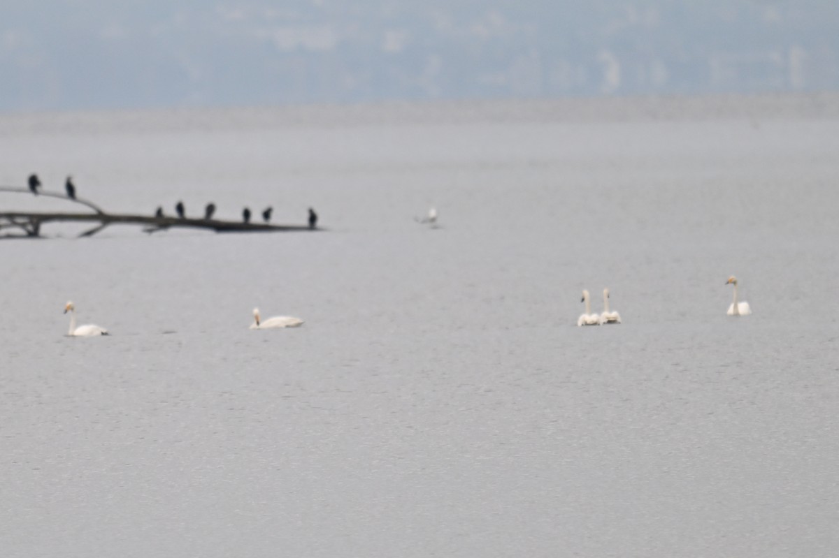 Whooper Swan - ML645490227