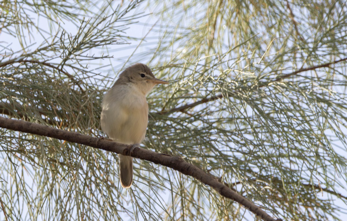 Eastern Olivaceous Warbler - ML645490235
