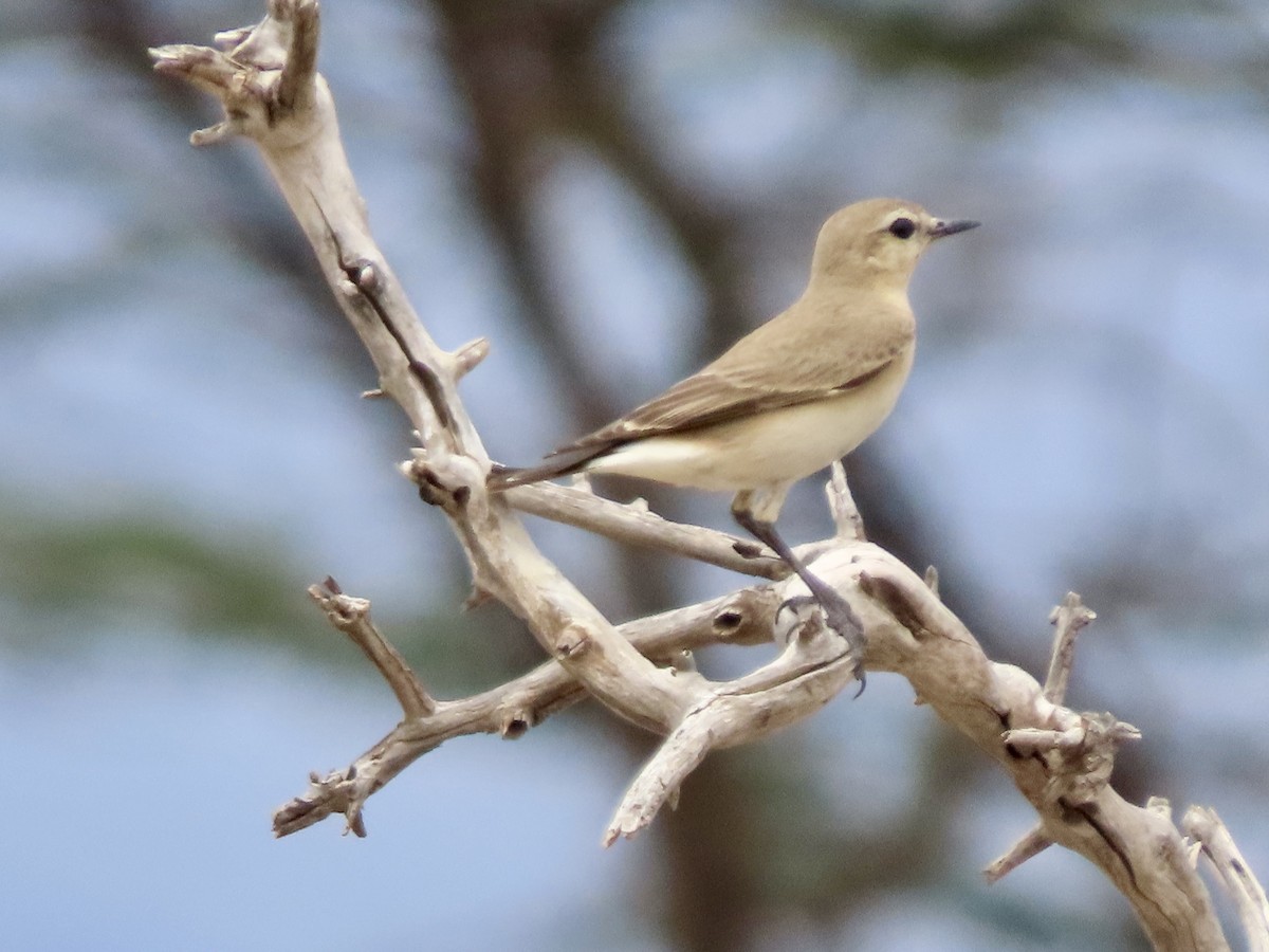 Collalba Isabel - ML645490236