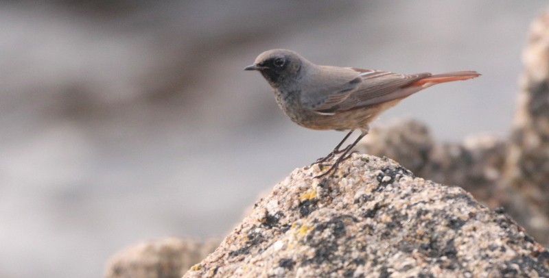 Black Redstart - ML645490237