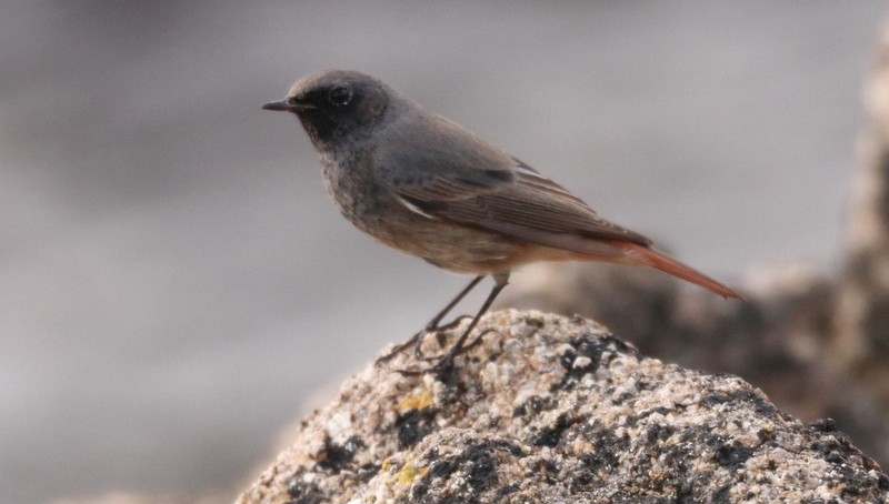 Black Redstart - ML645490238