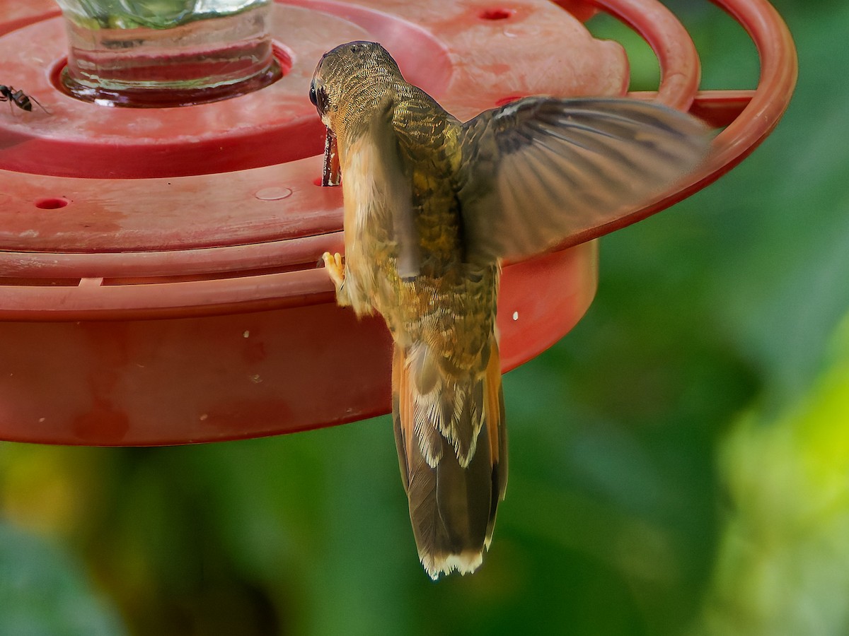 Bronzy Hermit - ML645490251