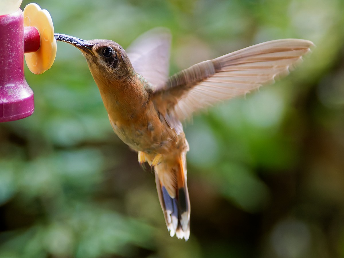 Bronzy Hermit - ML645490255