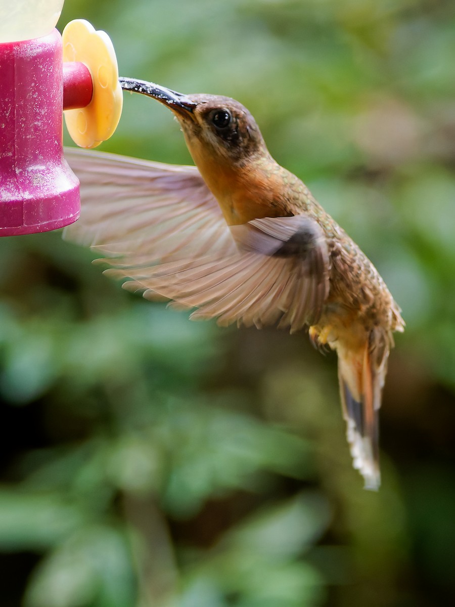 Bronzy Hermit - ML645490256