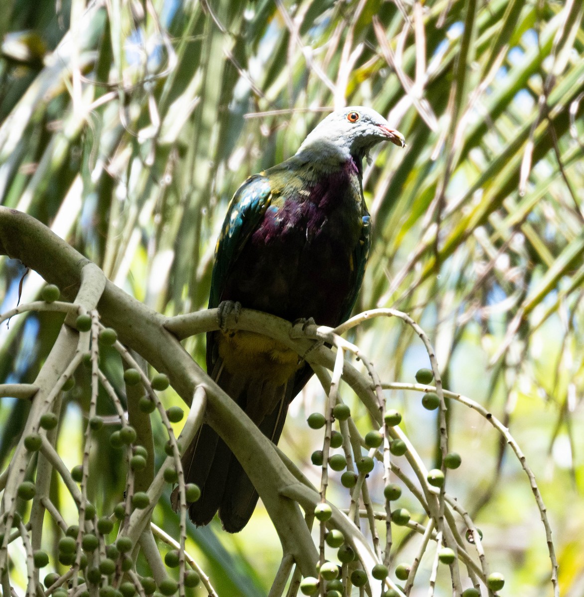 Wompoo Fruit-Dove - ML645490261