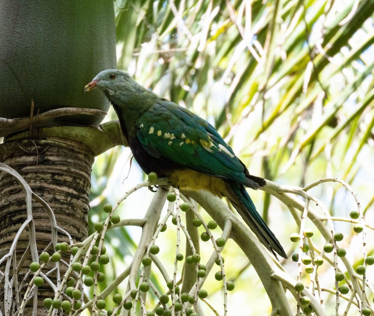 Wompoo Fruit-Dove - ML645490262
