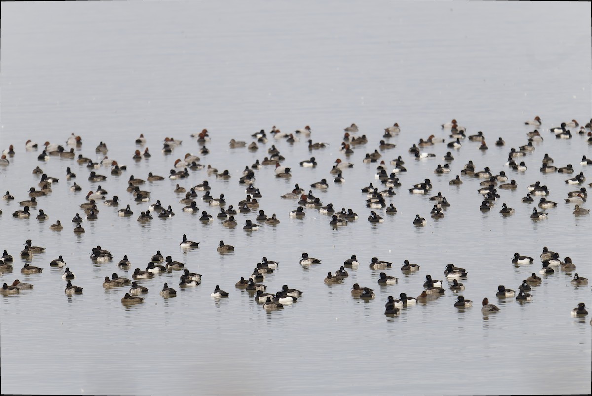 Tufted Duck - ML645490278