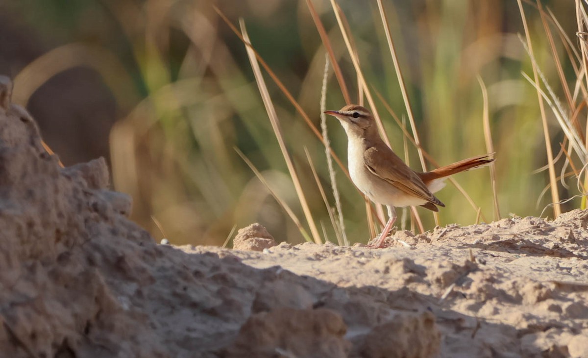 Rufous-tailed Scrub-Robin - ML645490297