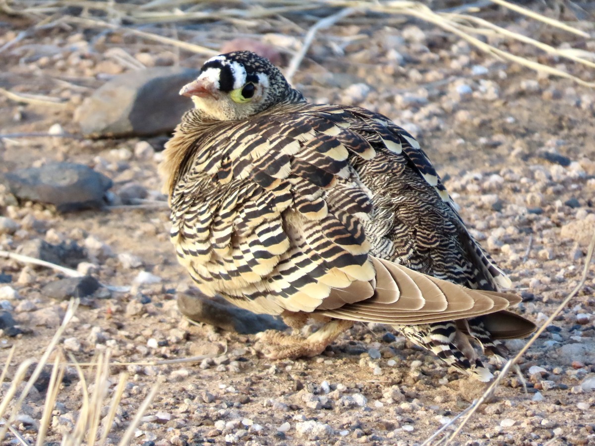 Ganga de Lichtenstein - ML645490299