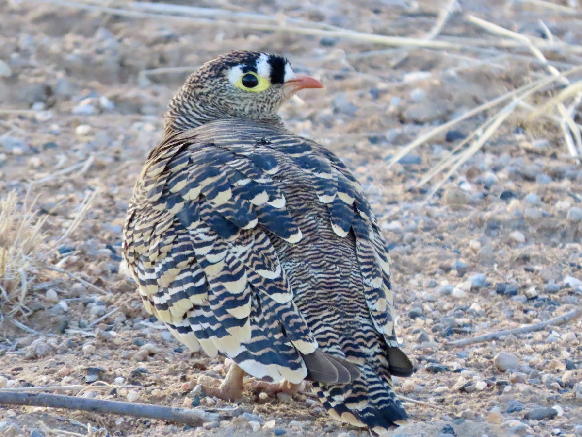 Ganga de Lichtenstein - ML645490300