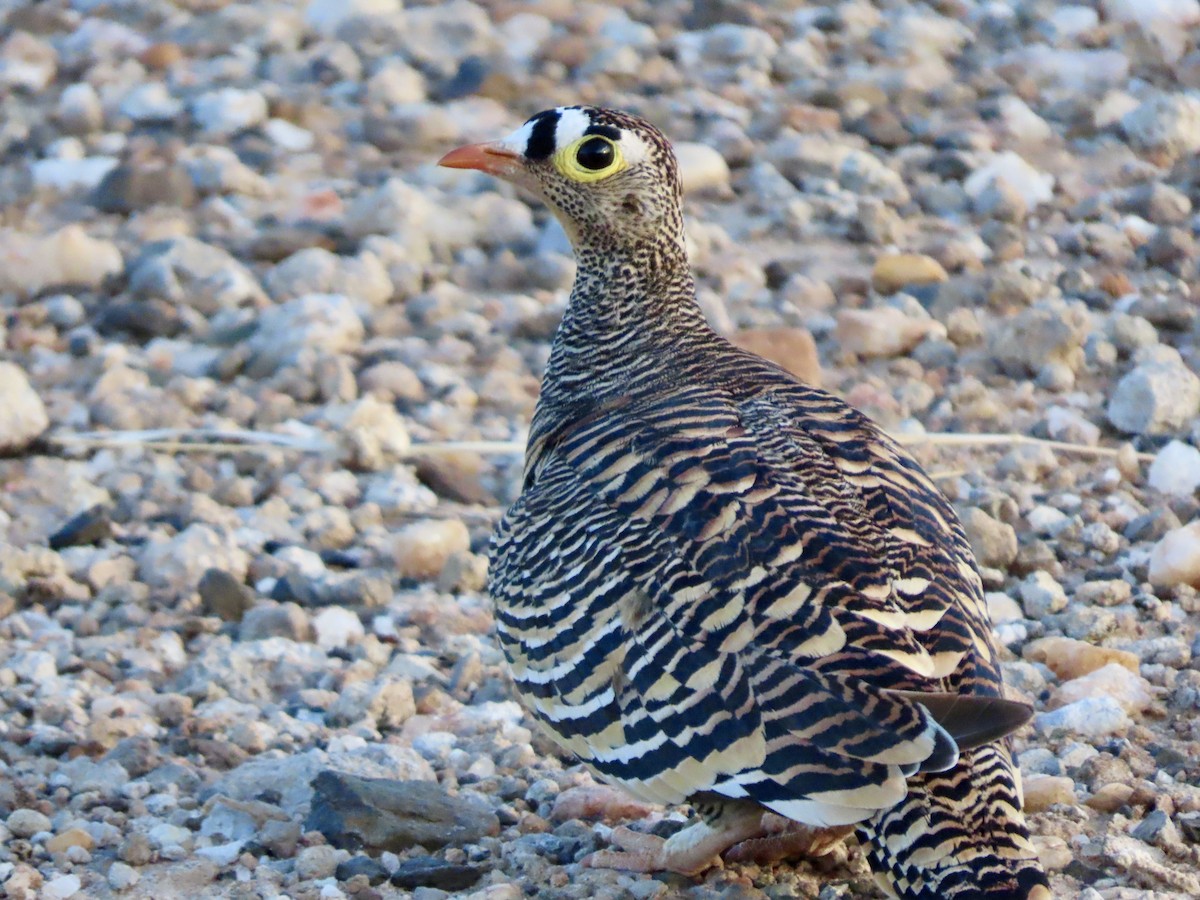 Ganga de Lichtenstein - ML645490301