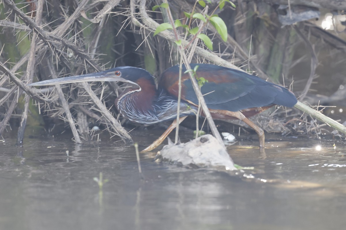 Agami Balıkçılı - ML645490312