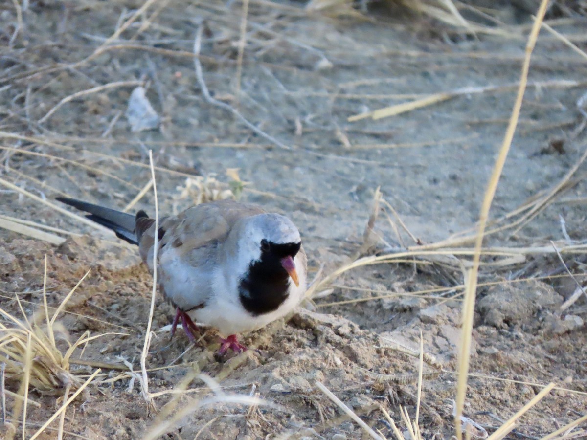 Tourtelette masquée - ML645490315