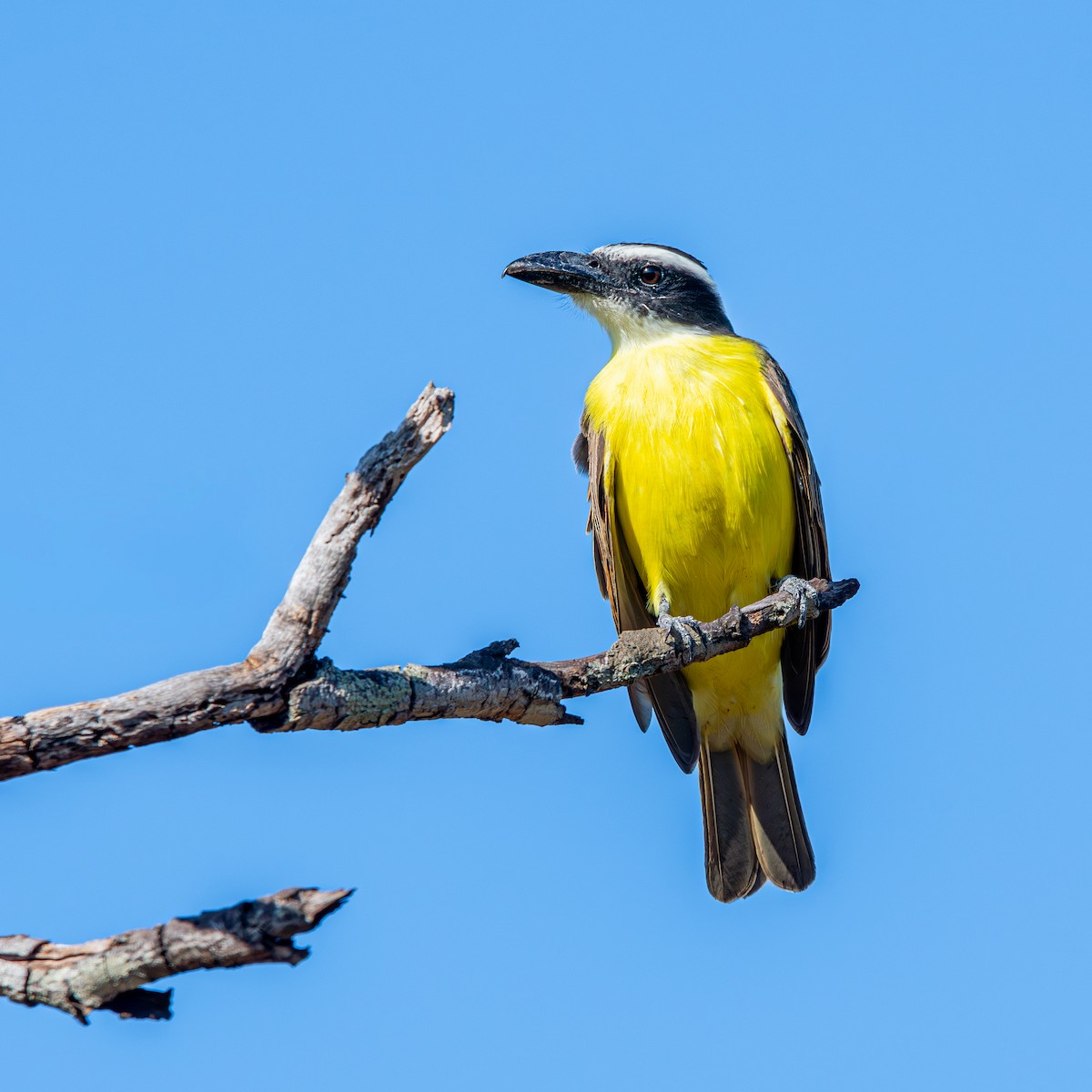 Boat-billed Flycatcher - ML645490321
