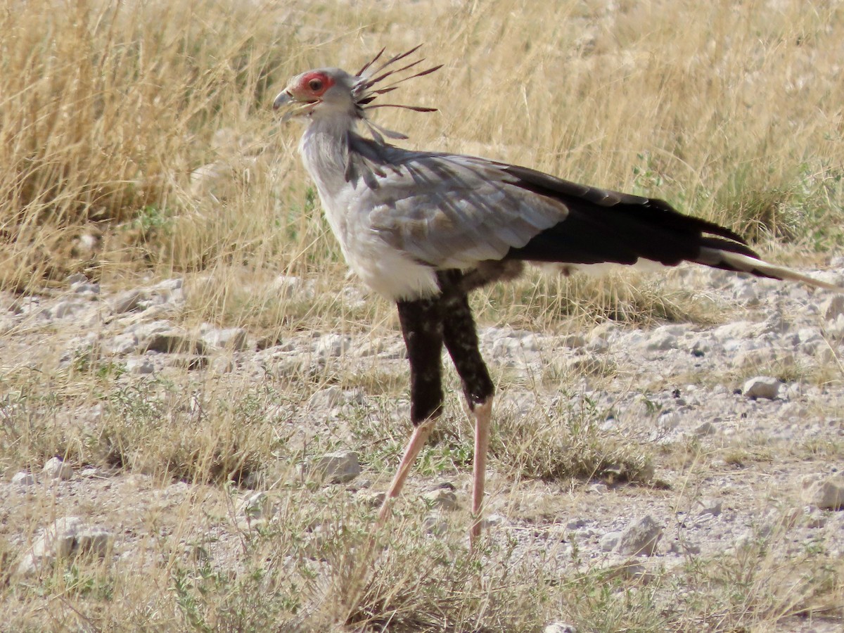 Messager sagittaire - ML645490324