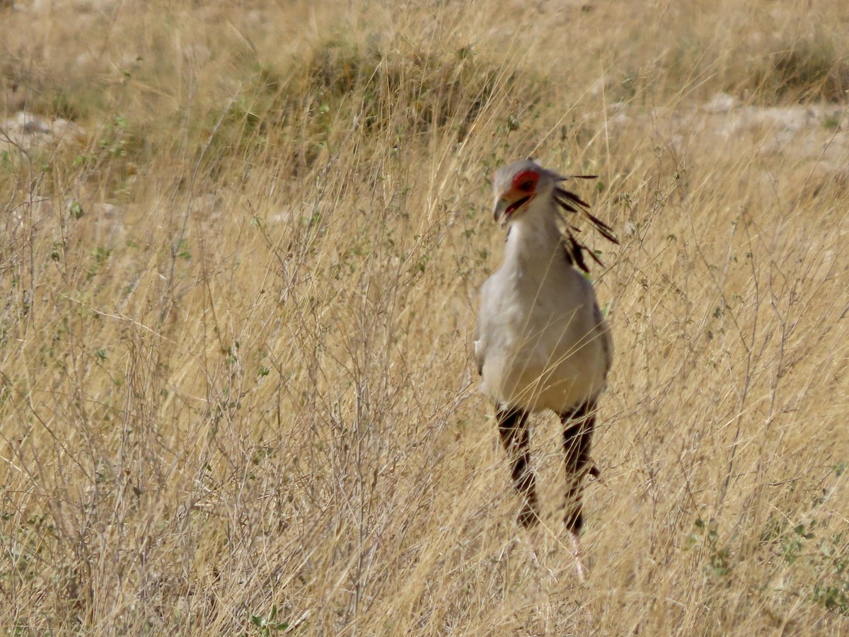 Messager sagittaire - ML645490325