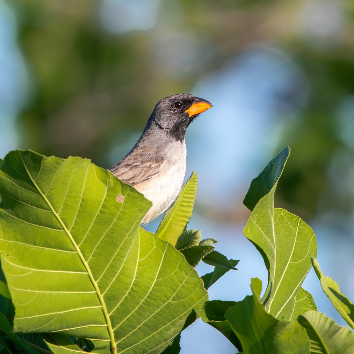 Black-throated Saltator - ML645490327