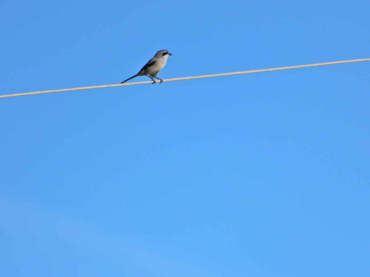 Pie-grièche méridionale - ML645490333