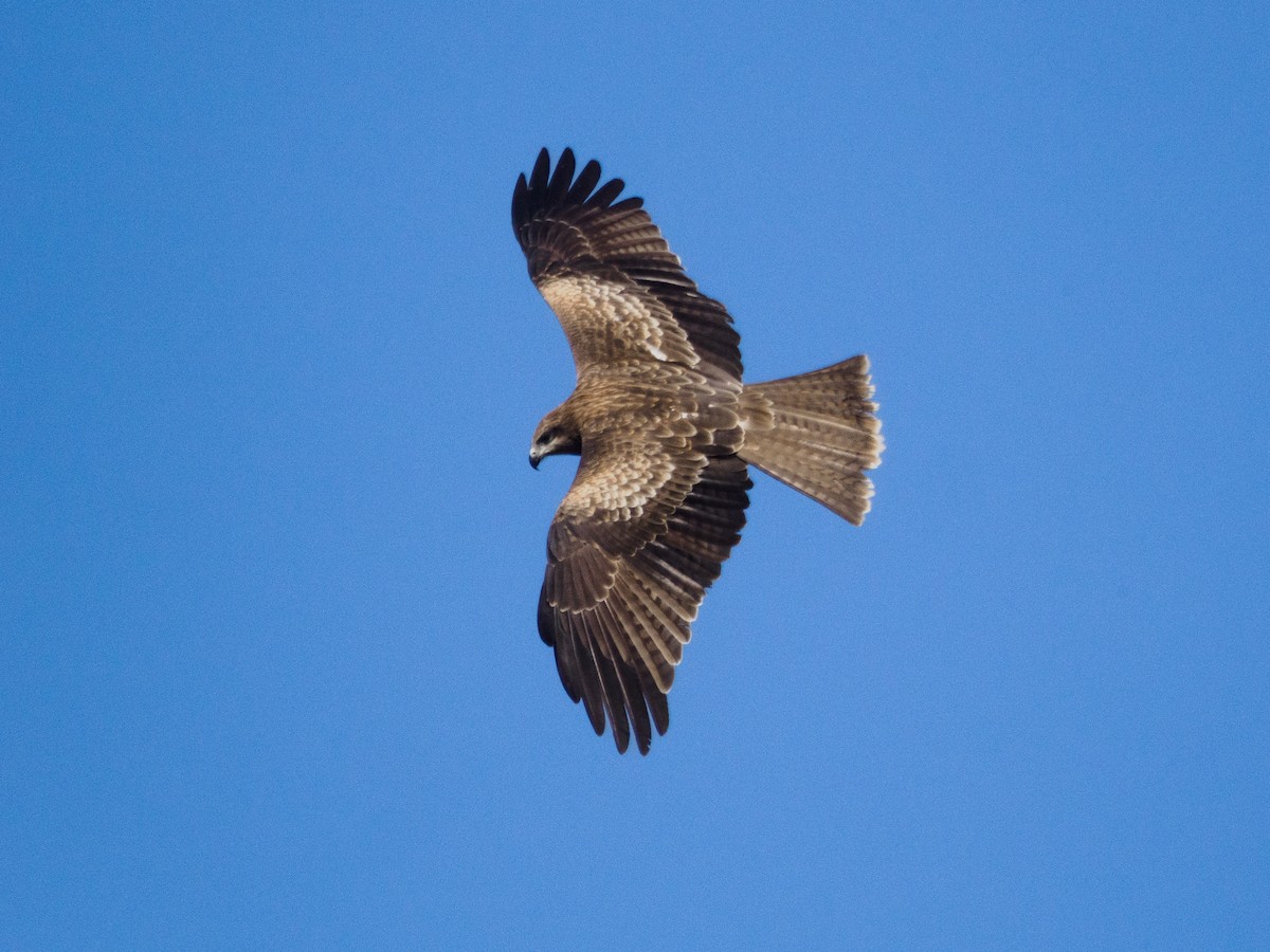 svartglente - ML645490334