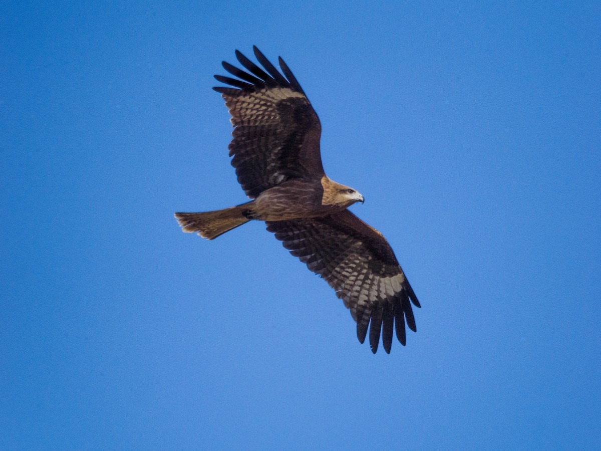 svartglente - ML645490336