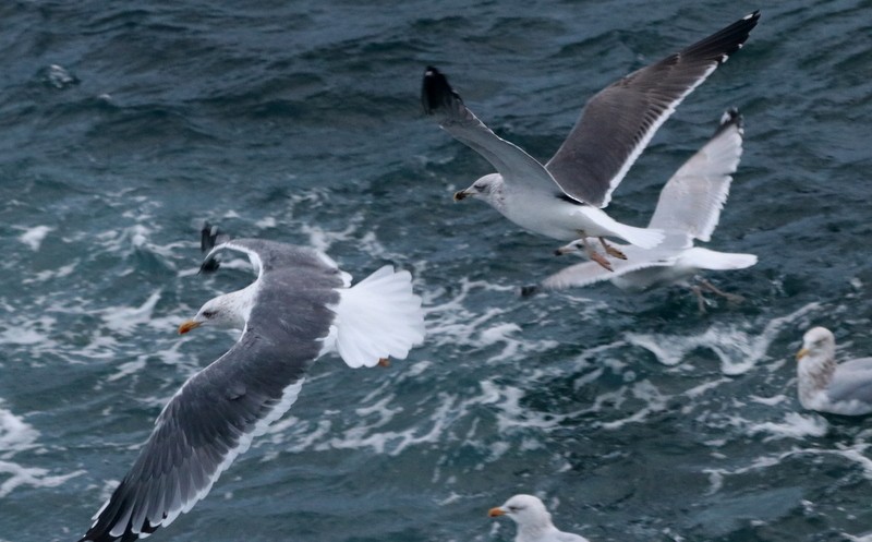 European Herring x Lesser Black-backed Gull (hybrid) - ML645490338