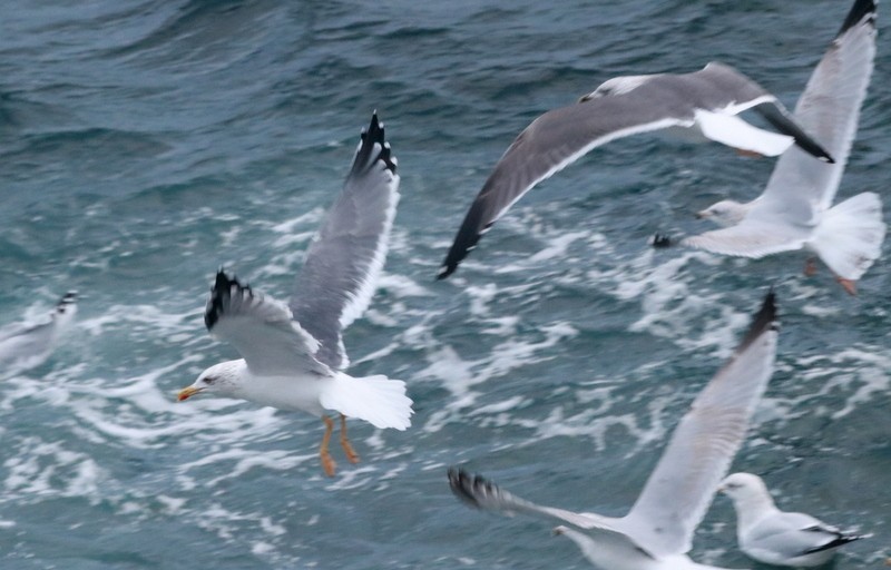European Herring x Lesser Black-backed Gull (hybrid) - ML645490339