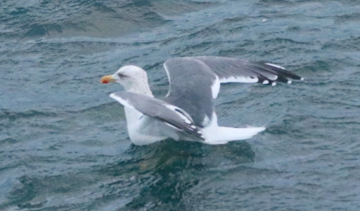 European Herring x Lesser Black-backed Gull (hybrid) - ML645490340