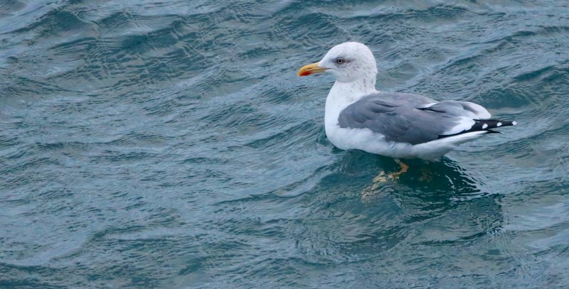 European Herring x Lesser Black-backed Gull (hybrid) - ML645490341