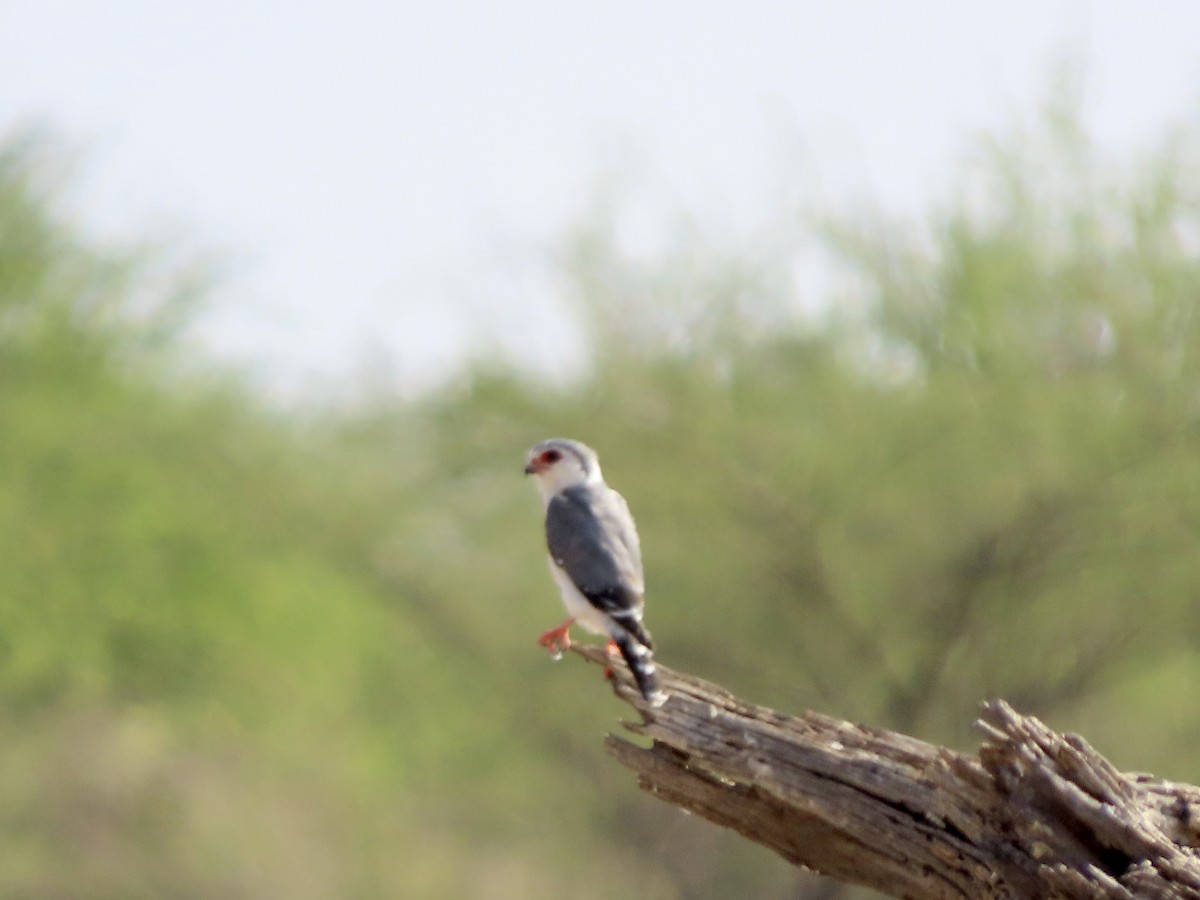 Guêpier de Révoil - ML645490345