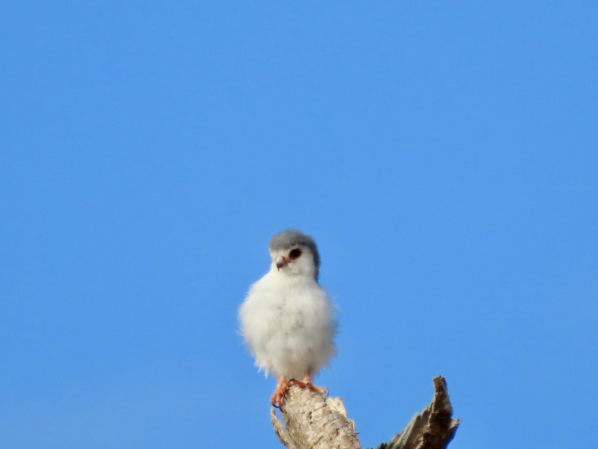 Guêpier de Révoil - ML645490346