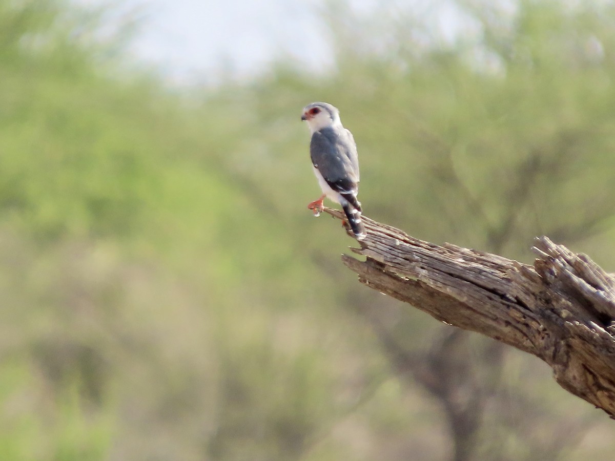 Guêpier de Révoil - ML645490347