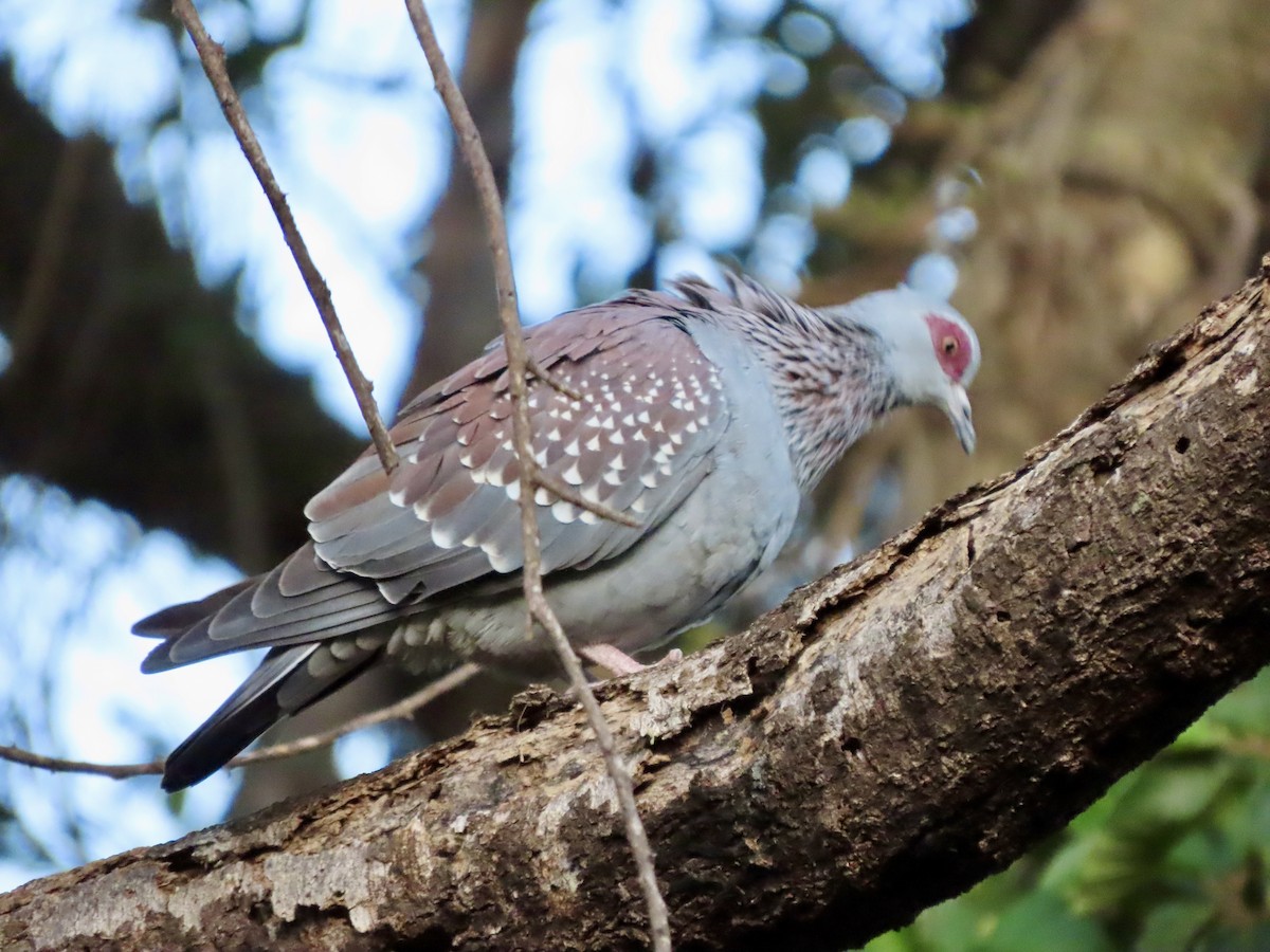 Крапчатый голубь - ML645490348