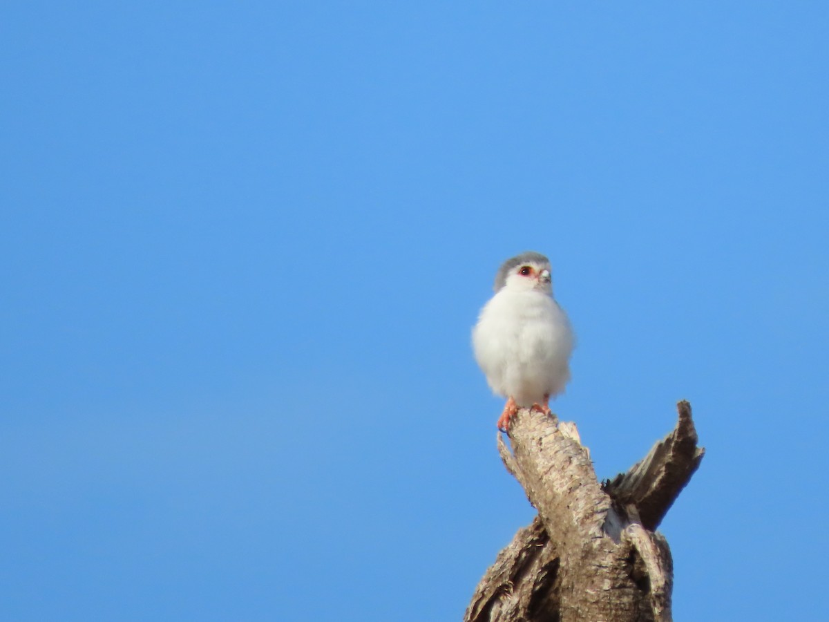 Guêpier de Révoil - ML645490349